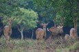 Fauna-01