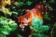 Fauna-07
