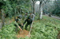 TẾT TRỒNG CÂY ĐẦU NĂM 2014