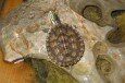 Turtle-07